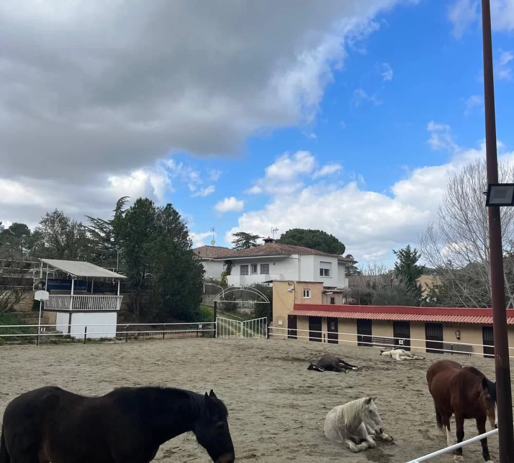L'activitat es fa a la Hípica Fundació Federica Cerdà, un entorn natural i tranquil on els infants aprenen en contacte directe amb els cavalls i la natura.